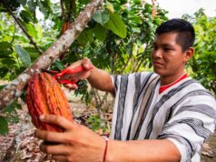 Gobierno pone en marcha proyectos de café y cacao para beneficio de más de 8 mil productores del Vraem