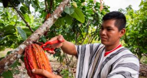 Gobierno pone en marcha proyectos de café y cacao para beneficio de más de 8 mil productores del Vraem