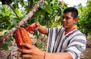 Gobierno pone en marcha proyectos de café y cacao para beneficio de más de 8 mil productores del Vraem