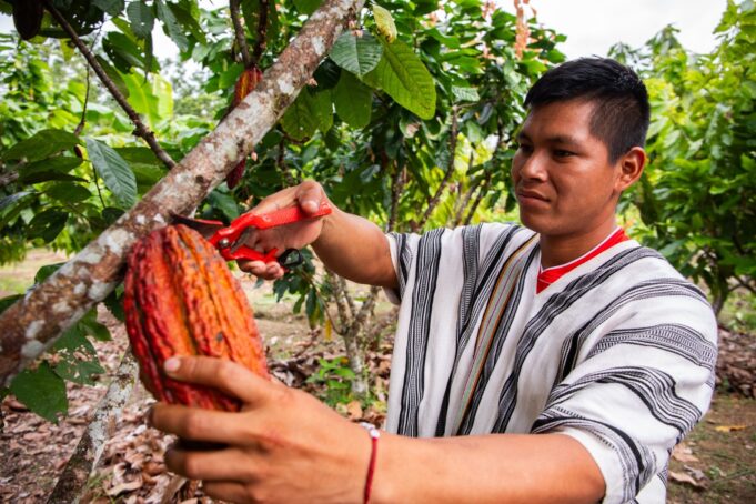 Gobierno pone en marcha proyectos de café y cacao para beneficio de más de 8 mil productores del Vraem