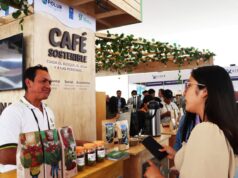 Café peruano sostenible de Amazonas, Cajamarca ySan Martín mueve más de S/20 millones en negocios