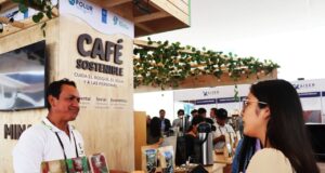 Café peruano sostenible de Amazonas, Cajamarca ySan Martín mueve más de S/20 millones en negocios