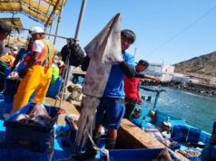 PRODUCE establece cuota complementaria de pota y autoriza reinicio de actividades extractivas desde este 21 de noviembre