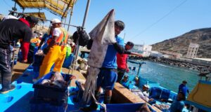 PRODUCE establece cuota complementaria de pota y autoriza reinicio de actividades extractivas