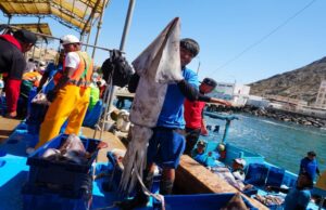 PRODUCE establece cuota complementaria de pota y autoriza reinicio de actividades extractivas