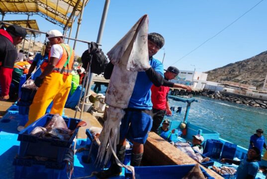 PRODUCE establece cuota complementaria de pota y autoriza reinicio de actividades extractivas
