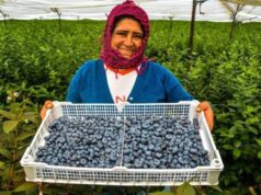 Pequeños agricultores peruanos buscan estrategias ante aranceles de EE.UU.