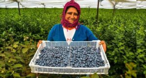 Pequeños agricultores peruanos buscan estrategias ante aranceles de EE.UU.