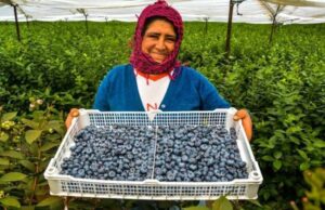 Pequeños agricultores peruanos buscan estrategias ante aranceles de EE.UU.