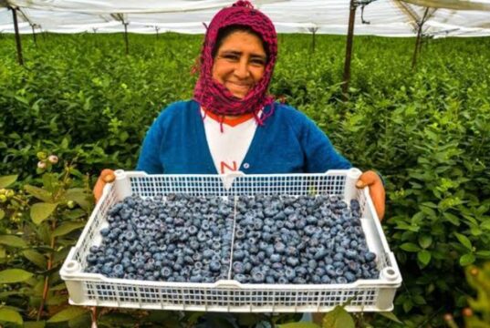 Pequeños agricultores peruanos buscan estrategias ante aranceles de EE.UU.