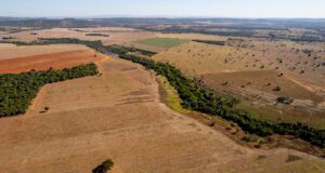 Cada minuto desaparecen seis canchas de fútbol de bosque amazónico