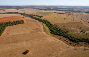 Cada minuto desaparecen seis canchas de fútbol de bosque amazónico