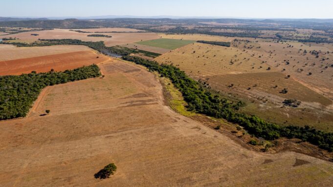 Cada minuto desaparecen seis canchas de fútbol de bosque amazónico
