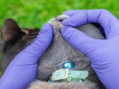 ¿Cómo preparar a tu mascota para el verano y evitar infestaciones de parásitos?