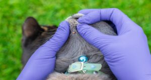 ¿Cómo preparar a tu mascota para el verano y evitar infestaciones de parásitos?