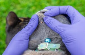 ¿Cómo preparar a tu mascota para el verano y evitar infestaciones de parásitos?