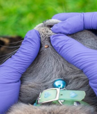 ¿Cómo preparar a tu mascota para el verano y evitar infestaciones de parásitos?