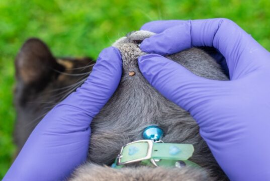 ¿Cómo preparar a tu mascota para el verano y evitar infestaciones de parásitos?