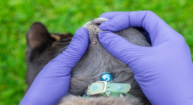 ¿Cómo preparar a tu mascota para el verano y evitar infestaciones de parásitos?