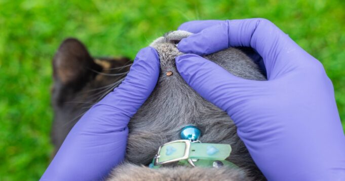 ¿Cómo preparar a tu mascota para el verano y evitar infestaciones de parásitos?