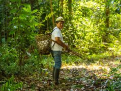 Madre de Dios: recolección de castañas sostiene la economía de 20 mil familias y protege la Amazonía