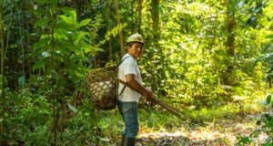 Madre de Dios: recolección de castañas sostiene la economía de 20 mil familias y protege la Amazonía