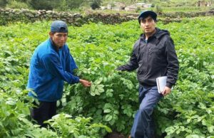 MIDAGRI: Gobierno tiene activo el Seguro Agrícola (SAC) 2025-2026 ante eventos climáticos a nivel nacional