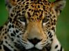 APRUEBAN PLAN DE ACCIÓN PARA PROTEGER AL JAGUAR EN LA AMAZONÍA