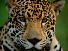 APRUEBAN PLAN DE ACCIÓN PARA PROTEGER AL JAGUAR EN LA AMAZONÍA