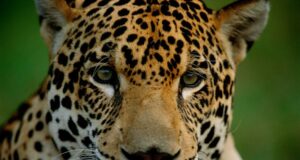 APRUEBAN PLAN DE ACCIÓN PARA PROTEGER AL JAGUAR EN LA AMAZONÍA
