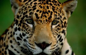 APRUEBAN PLAN DE ACCIÓN PARA PROTEGER AL JAGUAR EN LA AMAZONÍA