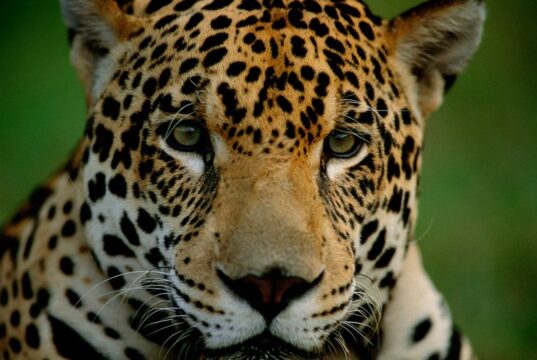 APRUEBAN PLAN DE ACCIÓN PARA PROTEGER AL JAGUAR EN LA AMAZONÍA