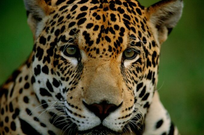 APRUEBAN PLAN DE ACCIÓN PARA PROTEGER AL JAGUAR EN LA AMAZONÍA
