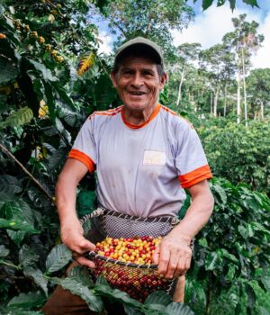 MIDAGRI: pequeños productores siguen consolidando las exportaciones de café