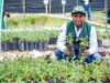 Ayacucho: MIDAGRI fortalece el desarrollo forestal con la entrega de 1 500 plantones en distrito de Quinua