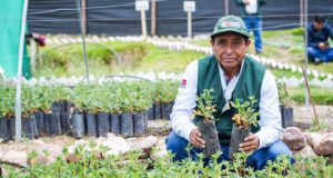 Ayacucho: MIDAGRI fortalece el desarrollo forestal con la entrega de 1 500 plantones en distrito de Quinua
