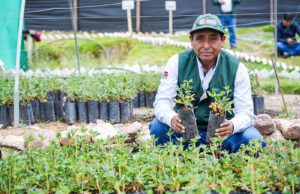Ayacucho: MIDAGRI fortalece el desarrollo forestal con la entrega de 1 500 plantones en distrito de Quinua