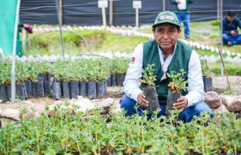 Ayacucho: MIDAGRI fortalece el desarrollo forestal con la entrega de 1 500 plantones en distrito de Quinua