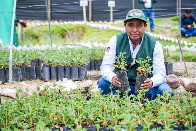 Ayacucho: MIDAGRI fortalece el desarrollo forestal con la entrega de 1 500 plantones en distrito de Quinua