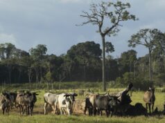FAMILIAS TRANSFORMAN LA GANADERÍA PARAPROTEGER LA BIOVIDERSIDAD EN MADRE DE DIOS