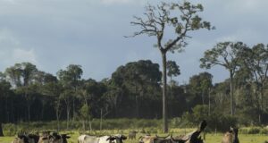 FAMILIAS TRANSFORMAN LA GANADERÍA PARAPROTEGER LA BIOVIDERSIDAD EN MADRE DE DIOS