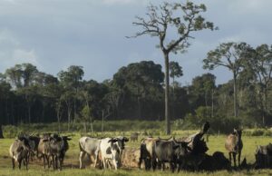 FAMILIAS TRANSFORMAN LA GANADERÍA PARAPROTEGER LA BIOVIDERSIDAD EN MADRE DE DIOS
