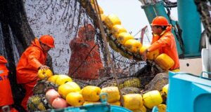Segunda temporada de anchoveta Norte-Centro alcanza más del 72 % de avance de la cuota autorizada