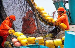 Segunda temporada de anchoveta Norte-Centro alcanza más del 72 % de avance de la cuota autorizada