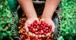 MIDAGRI: Exportaciones de café batieron record en ventas durante el 2025