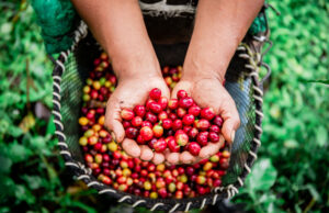 MIDAGRI: Exportaciones de café batieron record en ventas durante el 2025