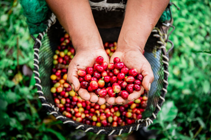 MIDAGRI: Exportaciones de café batieron record en ventas durante el 2025