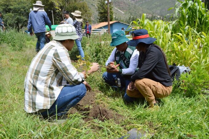 MIDAGRI impulsó la reforestación con la instalación de más de 15 millones de plantones forestales