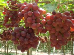 Sector agropecuario alcanzó crecimiento de 4,9% Entre enero-noviembre 2025