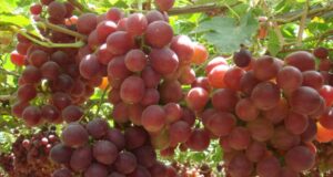 Sector agropecuario alcanzó crecimiento de 4,9% Entre enero-noviembre 2025